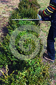 Gardening, cutting hedge