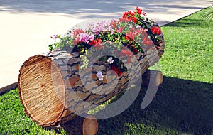 Gardening, decoration concept - flowers in a wooden ornamental log