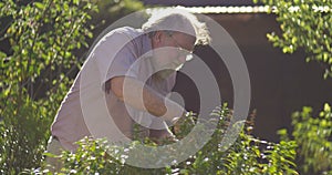 Gardening elderly Senior retired grandfather man retirement age outdoors