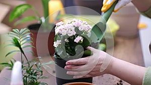 gardening enthusiast hobby of home gardening, repotting in decorative pots.