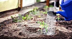 Gardening, Farming and agriculture concept. Watering seedling tomato plant in greenhouse garden