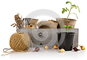 Gardening farming. Garden tools with seedlings onion