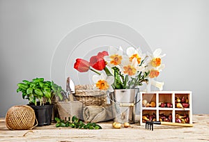 Gardening farming. Seedlings basil and onion with bunch