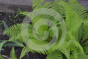 Gardening. Fern. Polypodiophyta. Fern Leaf - Frond