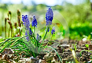 Gardening and floriculture spring flower muscari bouquet