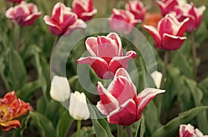 gardening and floristics. nature beauty and freshness. Growing tulips for sale. flowers for shop. tulip blooming in