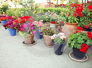 Gardening, flowers, decoration concept - many flowers in a flowerpots