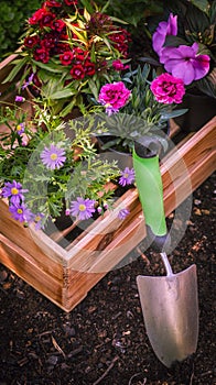 Gardening. Garden Tools and Crate Full of Gorgeous Plants Ready for Planting In Sunny Garden. Spring Garden Works Concept.