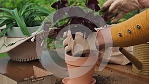 Gardening, gardener hands replanting false shamrock plant in new flower pot.