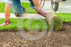 Gardening - Gardener laying sod for the new lawn photo