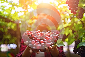 Gardening Girl Holding grapes in her hand in the Vineyard