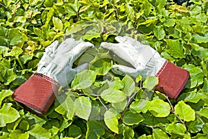 Gardening Glove on green leaf