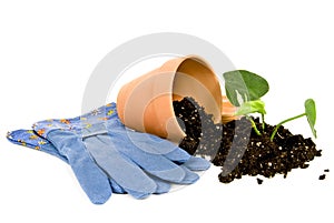 Gardening Gloves With Plant Soil and Flower Pot