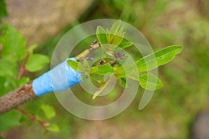 Gardening. Graft a peach. Green sprouts of a grafted peach. Grafted fruit trees: peach trees