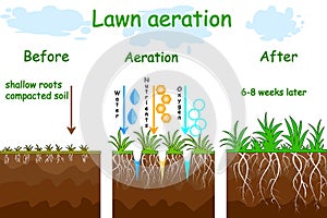 Lawn aeration stage illustration. Before and after aeration. photo