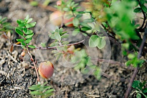 Gardening growing berries. Healthy vitamin food.