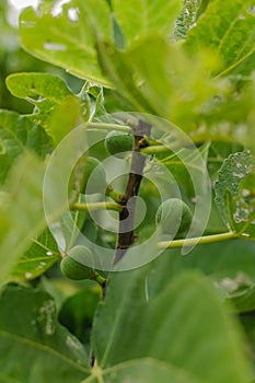 Gardening, growing young green figs on a branch