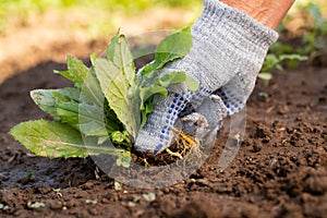 Gardening Hand Pulling Out Weeds Grass From Soil.