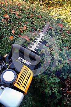 gardening hedge cutting