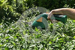 Gardening hedge cutting