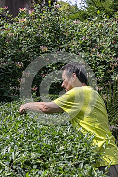 Gardening hedge cutting