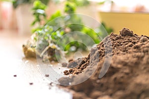 Gardening at home. Flower planting. Flowers in pots, soil, stems and roots