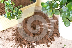 Gardening at home. Flower planting. Flowers in pots, soil, stems and roots