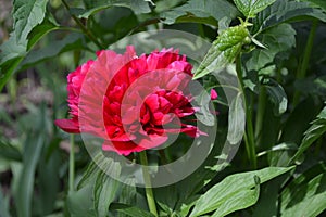 Gardening Home garden, bed. Flower Peony. Paeonia, herbaceous perennials
