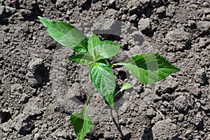 Gardening. Home garden, flower bed. Green leaves, bushes. Pepper Caps. Capsicum annuum