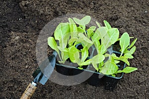 gardening at home, lettuce seedbed to plant in the home garden