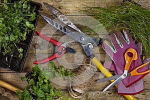 Gardening - Horticulture - Garden Tools photo