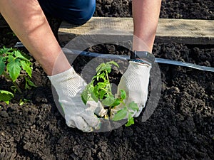 Gardening, horticulture, planting tomatoes. Women& x27;s hands in protective gloves planting seedlings in the ground