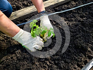 Gardening, horticulture, planting tomatoes. Women& x27;s hands in protective gloves planting seedlings in the ground