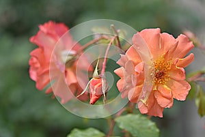 gardening. hybrid tea rose apricot climbing Westerland on a green background on a summer day