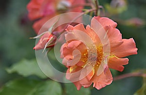 gardening. hybrid tea rose apricot climbing Westerland on a green background on a summer day