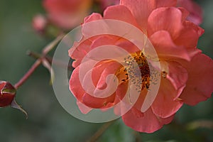 gardening. hybrid tea rose apricot climbing Westerland on a green background on a summer day