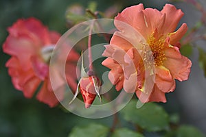 gardening. hybrid tea rose apricot climbing Westerland on a green background on a summer day