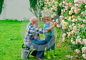 Gardening with a kids. Happy Grandfather with his grandson working in the garden. Little boy and father over roses