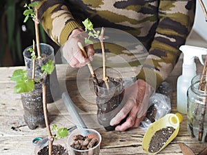 Gardening.Male hands plant grape cuttings in plastic containers for growth and planting in the garden.Wooden background.