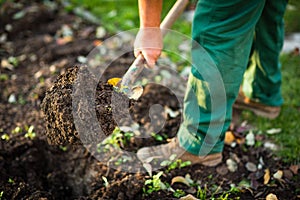 Gardening - man digging the garden soil with a spud