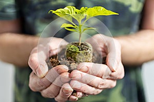 Gardening - man holding a seedling of basil herb in the hands