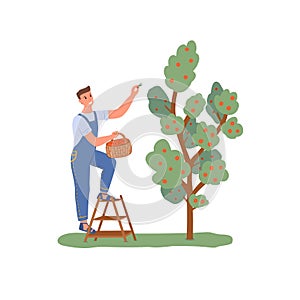 Gardening man picking apples from a tree