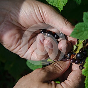 Gardening. The man& x27;s hand collects blackcurrant berries from a green bush