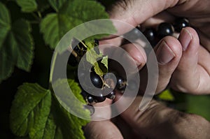 Gardening. The man& x27;s hand collects blackcurrant berries from a green bush