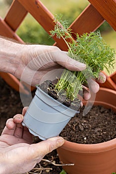 Gardening - men planting a dill seedling in the flowerpot in the spring