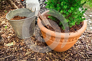 Gardening - Mulching plants with pine bark against to weeds