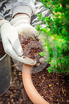 Gardening - Mulching plants with pine bark against to weeds