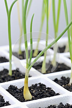 Gardening, onion, Allium cepa transplants