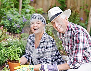 Gardening is our new hobby. A happy senior couple busy gardening in their back yard.