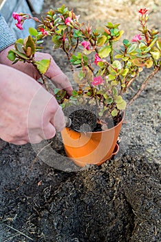 gardening and people concept - woman planting flowers in the ground at summer garden